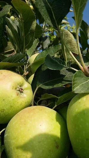 Belentepe Permaculture Practice and Wildlife Farm