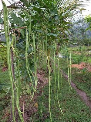Green Warrior Eco-Farm