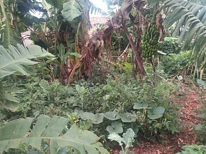 Umuntu Movement Uganda