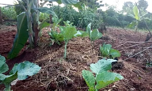 Umuntu Movement Uganda