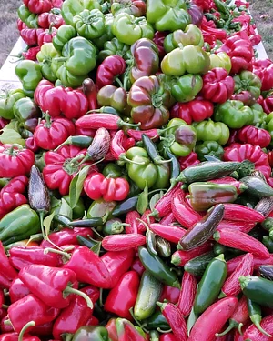 Hildaberry Permaculture Farm & Nursery