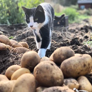 Hildaberry Permaculture Farm & Nursery