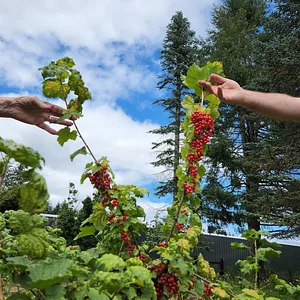 Hildaberry Permaculture Farm & Nursery