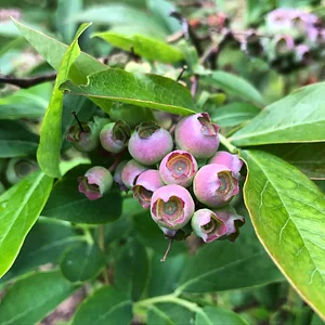 Hildaberry Permaculture Farm & Nursery