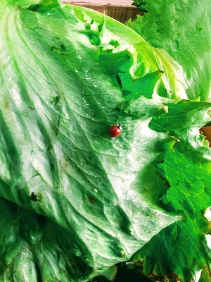Feria Agroecológica de Córdoba 11