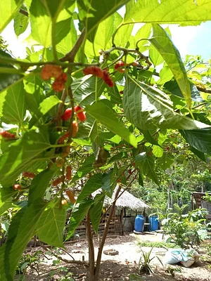Green Warrior Eco-Farm
