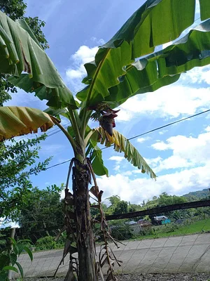 Green Warrior Eco-Farm