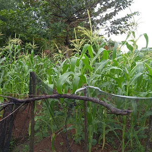 Green Warrior Eco-Farm