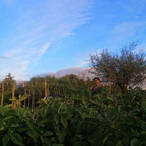 El Campanario - Finca Agroecológica