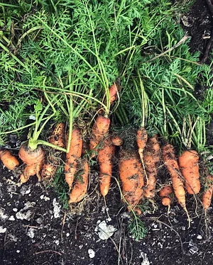 Moyo Farm