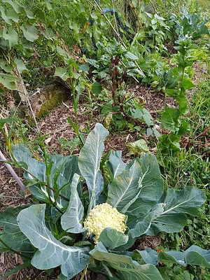 SAF Caminhos da Floresta 2