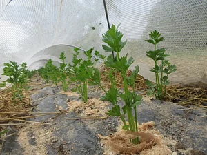 La Ferme des Rufaux