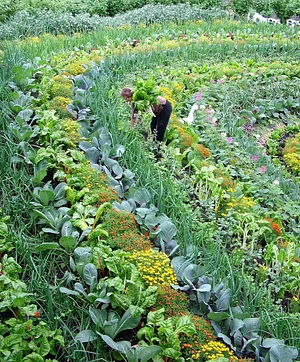 Coletivo de Agroecologia de Jaboticabal 1