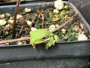 Laughing Frog Farm
