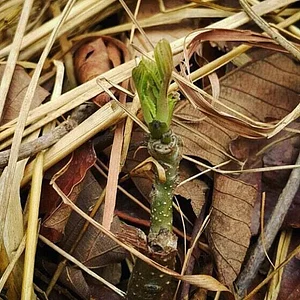 Three Trees Permaculture