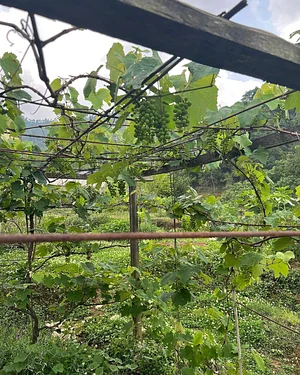 Three Trees Permaculture