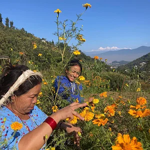 Three Trees Permaculture