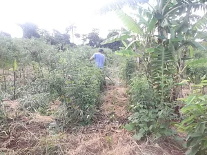 Coletivo de Agroecologia de Jaboticabal 3