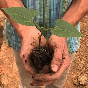 Three Trees Permaculture