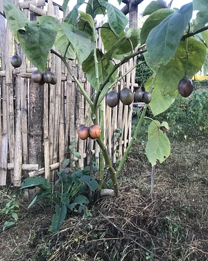 Three Trees Permaculture