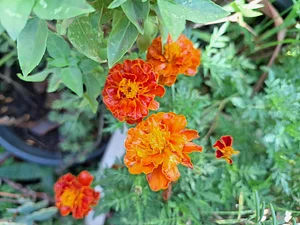 Calendula helps protect plants