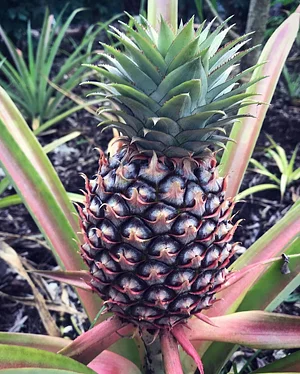 Moyo Farm
