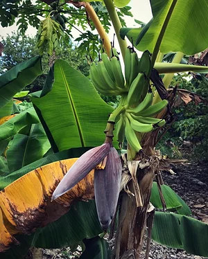 Moyo Farm