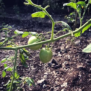 Moyo Farm