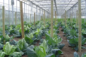 Seed Co-operative