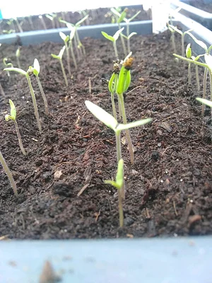 Seed Co-operative