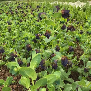 Seed Co-operative