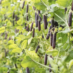 Seed Co-operative