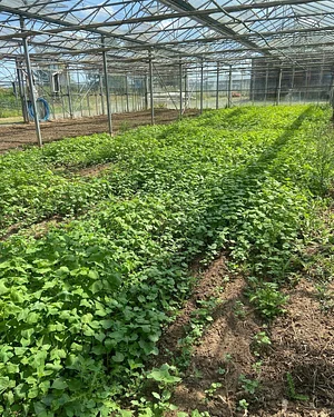 Seed Co-operative