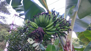 Agrofloresta da UVAIA