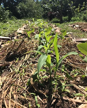 Agrofloresta da UVAIA 3