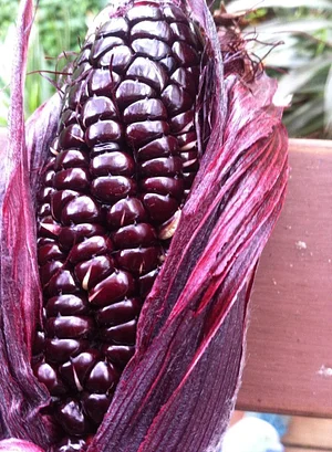 Finca Agroecologica La Flor