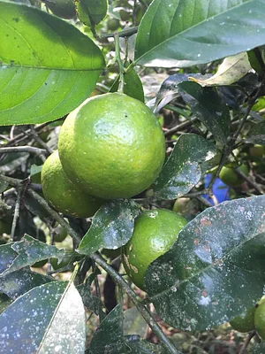 Agrofloresta da UVAIA 6