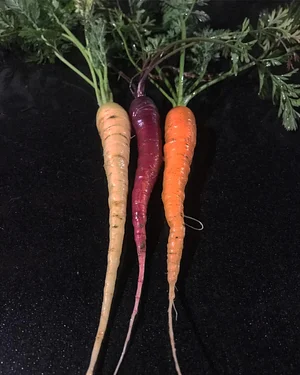 Three Trees Permaculture
