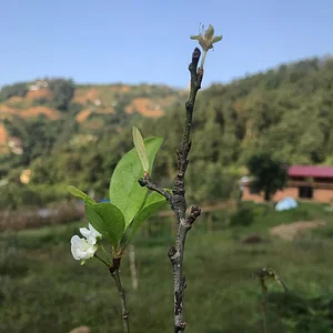 Three Trees Permaculture