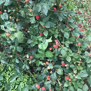 Three Trees Permaculture