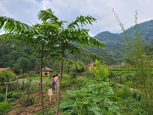 Three Trees Permaculture