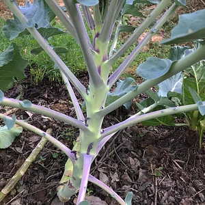 Three Trees Permaculture