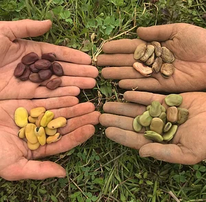 Three Trees Permaculture