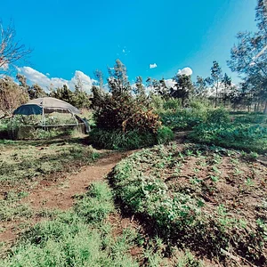 Purple Pear Farm