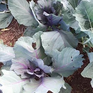 Purple Pear Farm
