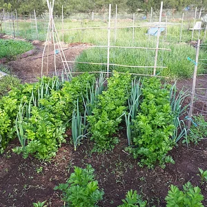 Purple Pear Farm