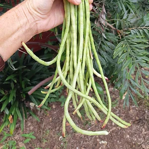 Purple Pear Farm