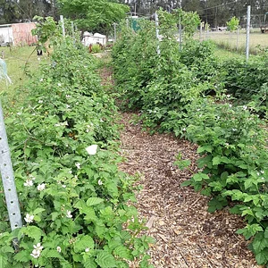 Purple Pear Farm