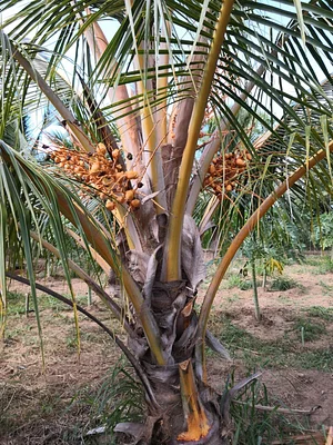 The Garden Estate
