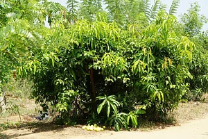 The Garden Estate